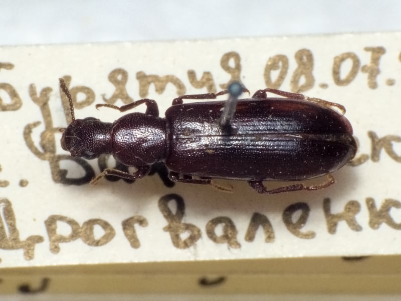 Boros schneideri (Panzer, 1795)